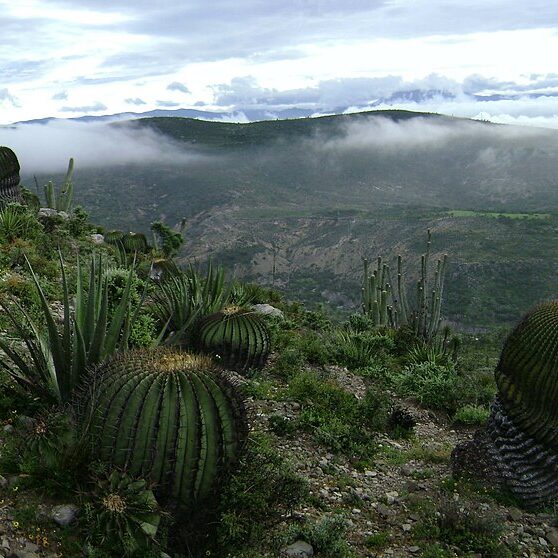 Reserva de la biosfera Tehuacán - Cuicatlan, cactus, montañas, cerros, neblina, paisaje